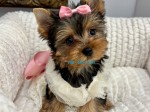  Cachorro Yorkie