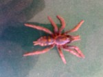 Expertos en Control de Insectos 04146535347