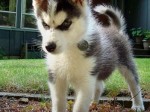 Regalo cachorros husky siberiano macho y
