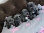 Adorables Cachorros De Bulldog Francés Azul Disponibles.